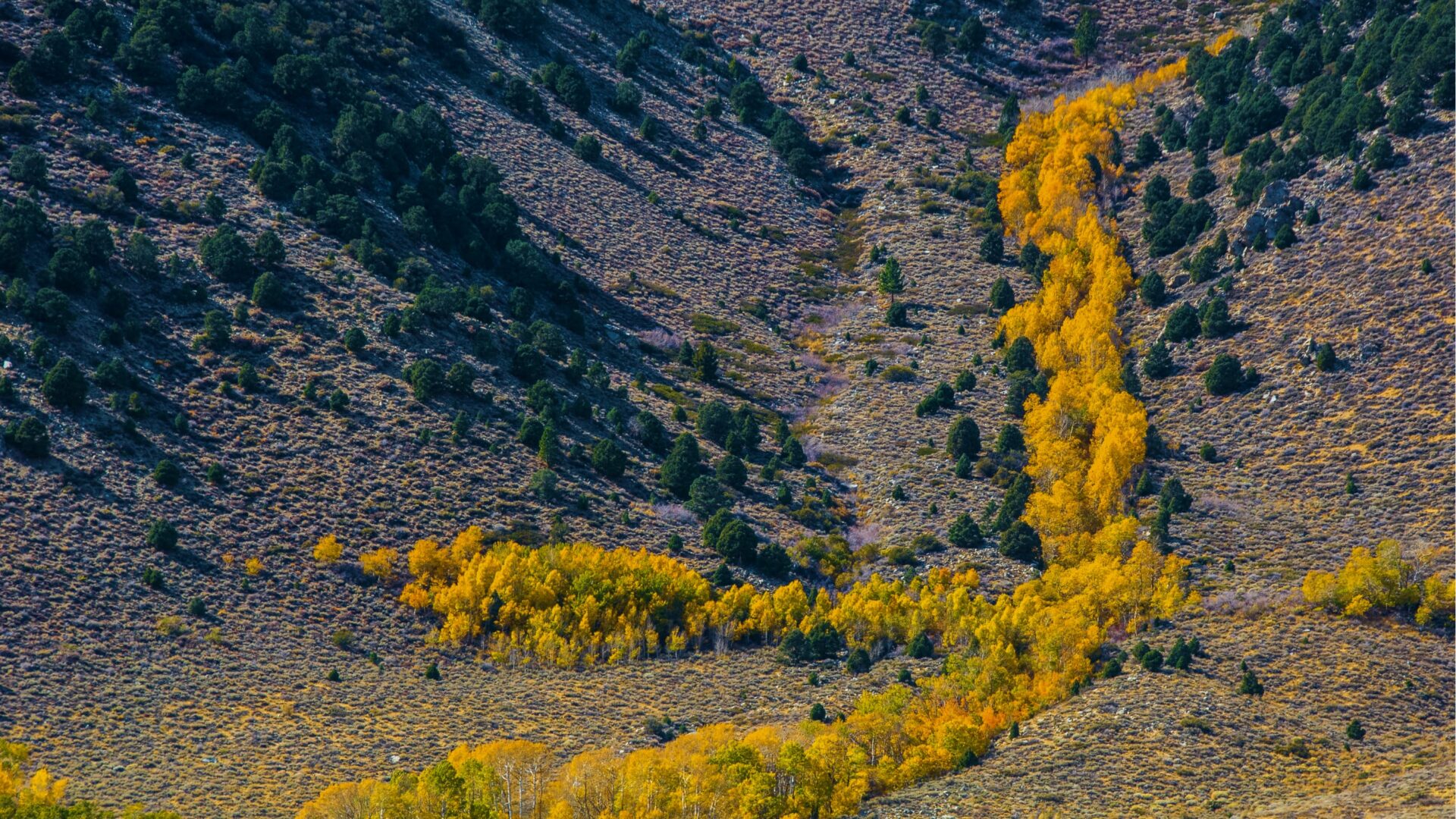 The golden middle way is never grey