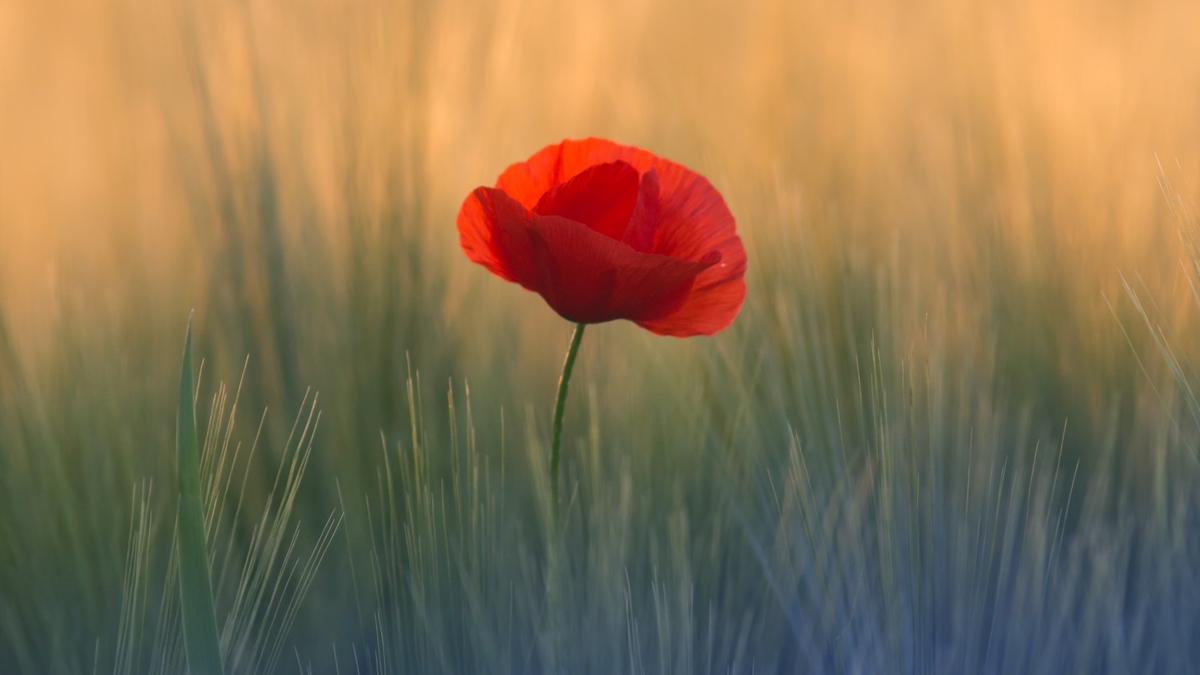 The billion-dollar "what if" that everyone thinks is stupid