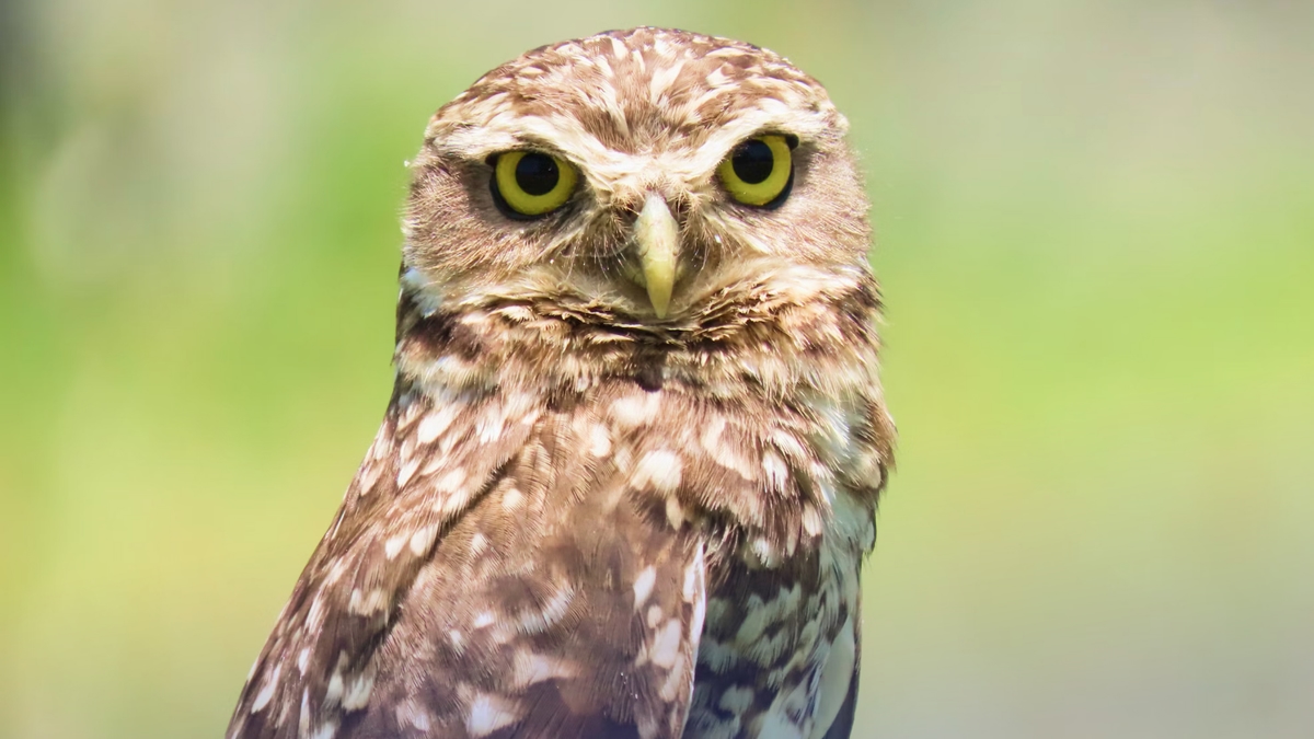 Duolingo: The $12 billion habit machine